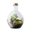 fish-bubble-small-flaschengarten-terrarium-pflanzen-im-glas