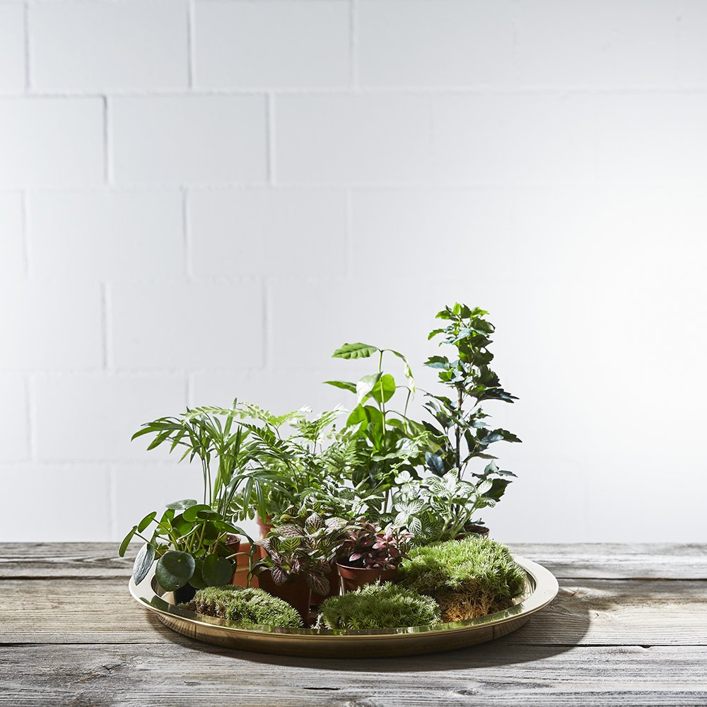 terrarium-pflanzen-auswahl-greenbubble