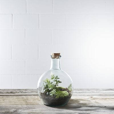 flaschengarten-greenbubble-terrarium-pflanzen-im-glas-fish-bubble