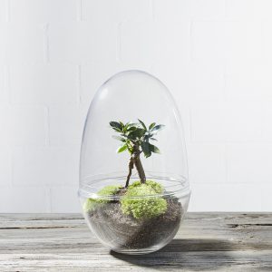flaschengarten-terrarium-pflanzen-im-glas