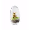 egg-bubble-small-dome-flaschengarten-pflanzen-im-glas-terrarium