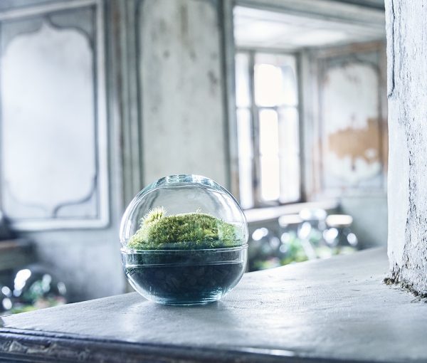 space-ball-mooskugel-flaschengarten-terrarium-pflanzen-im-glas
