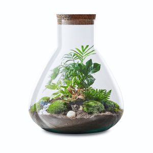 erlenmeyers-jungle-flaschengarten-terrarium-pflanzen-im-glas