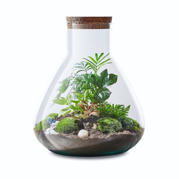 erlenmeyers-jungle-flaschengarten-terrarium-pflanzen-im-glas