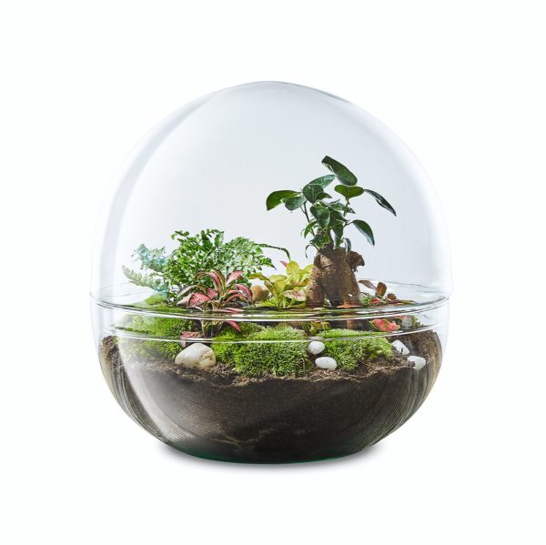 biosphere3-flaschengarten-terrarium-pflanzen-im-glas