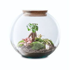 globe-garden-flaschengarten-terrarium-pflanzen-im-glas