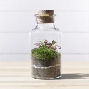 inos-garden-flaschengarten-terrarium-pflanzen-im-glas