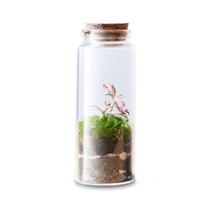 the-molecule-diy-flaschengarten-terrarium-pflanzen-im-glas