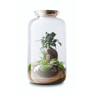 manhattan-jungle-diy-kit-flaschengarten-terrarium-pflanzen-im-glas