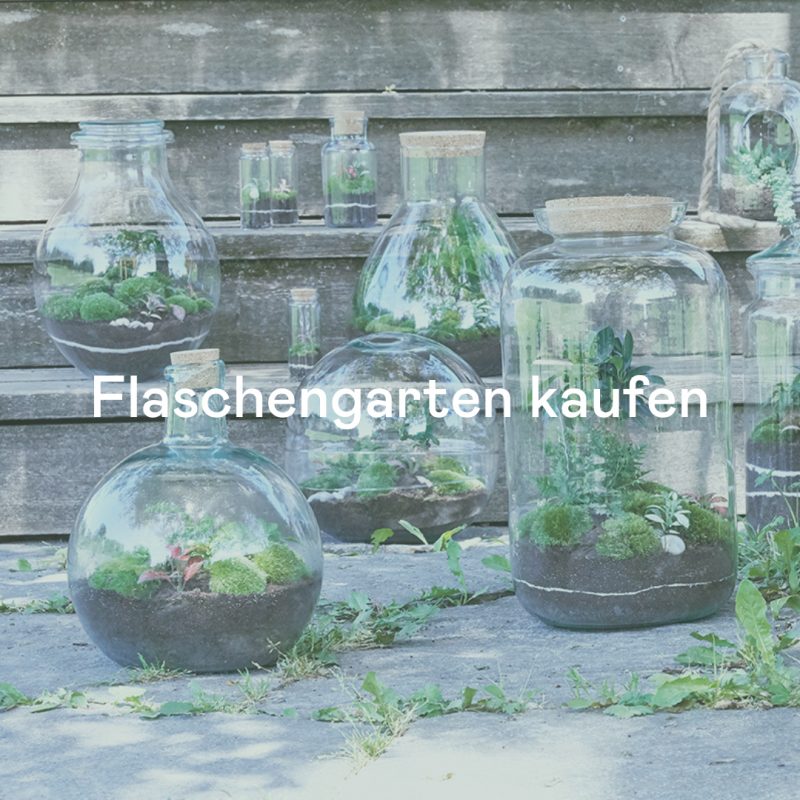 flaschengarten-kaufen-schweiz-pflanzen-im-glas