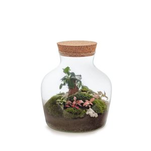 emerald-isle-flaschengarten-terrarium-pflanzen-im-glas