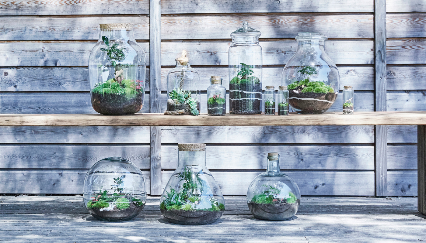 flaschengarten-terrarium-pflanzen-im-glas