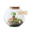 flaschengarten-pflanzen-im-glas-terrarium-diy-globe-garden-kaufen-schweiz
