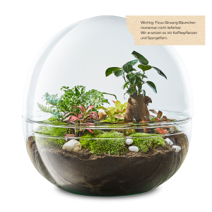 biosphere-3-flaschengarten-diy-terrarium-pflanzen-im-glas-kaufen-schweiz