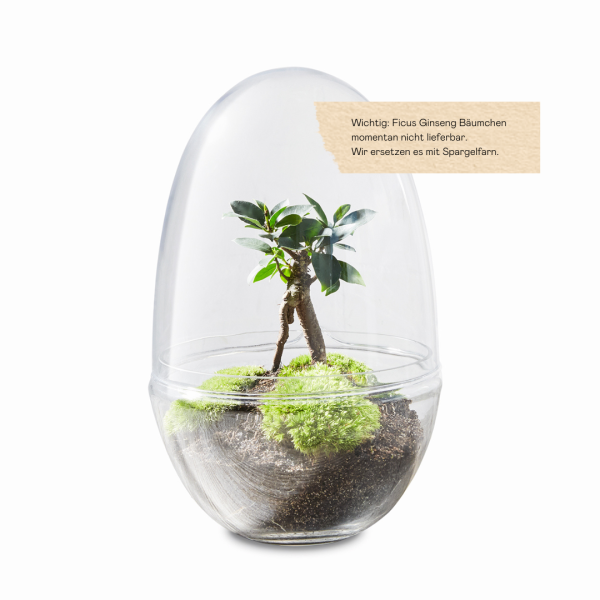 flaschengarten-pflanzen-im-glas-terrarium