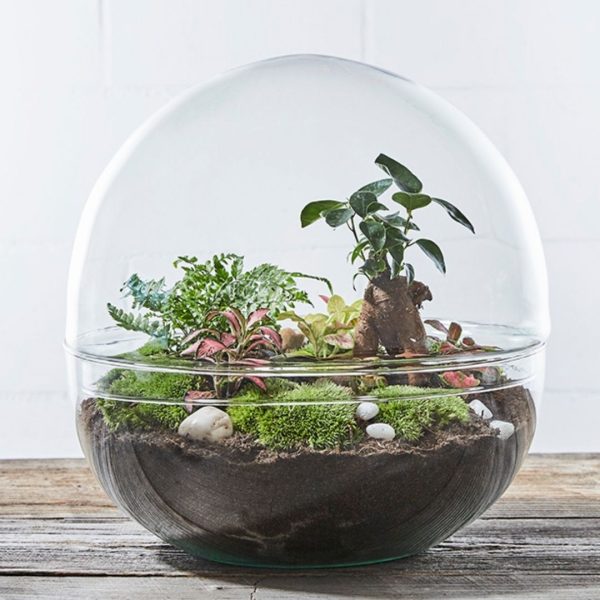 biosphere3-flaschengarten-terrarium-pflanzen-im-glas