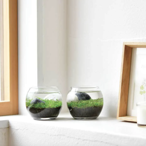 watergarden-mini-aquarium-wasserpflanzen-im-glas