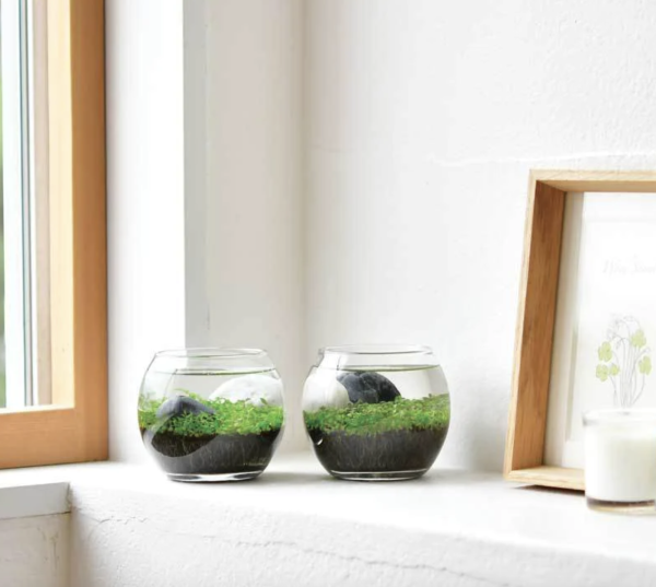 watergarden-mini-aquarium-wasserpflanzen-im-glas